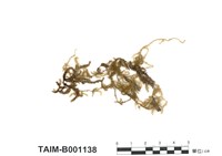 藏品(南亞假懸苔)的圖片